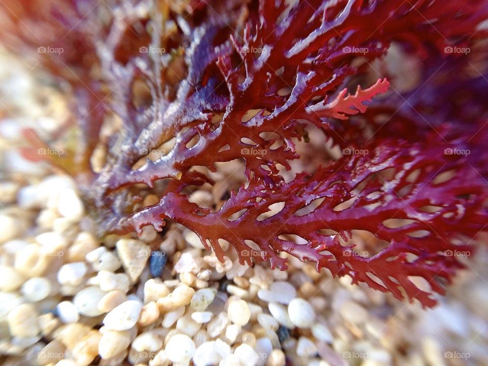 Red Seaweed Macro