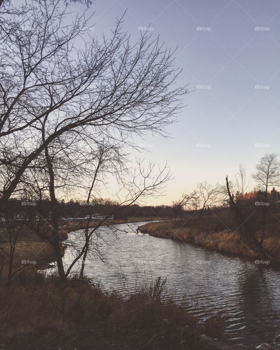 Tree, Landscape, Winter, Water, No Person