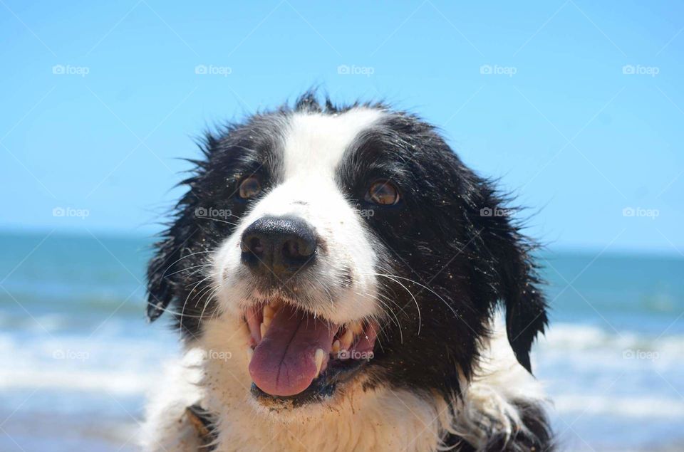 Dog At The Beach