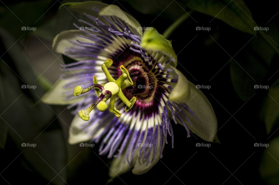 Close-up of beautiful flower