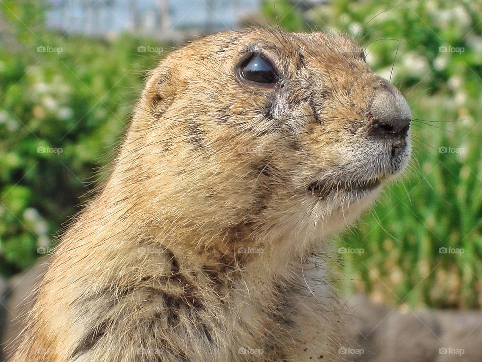 Prairiedog