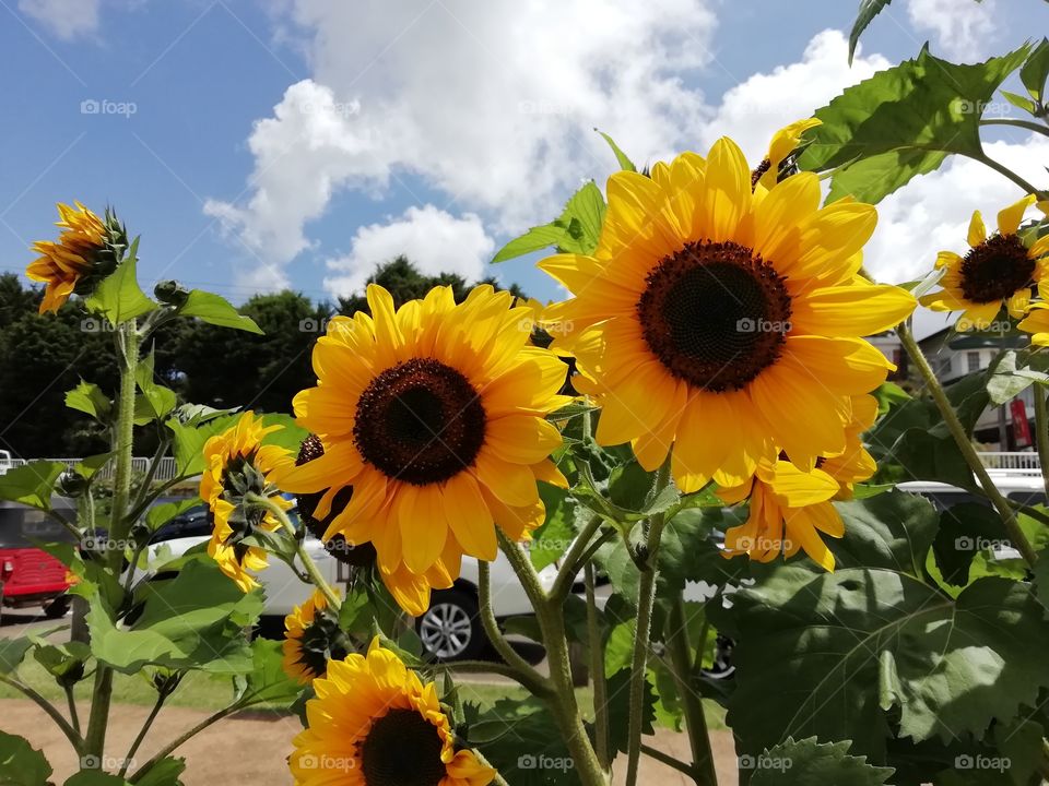 You go crazy when you look at these flowers # sometimes words are not enough to describe them.. Beautifully awesome
