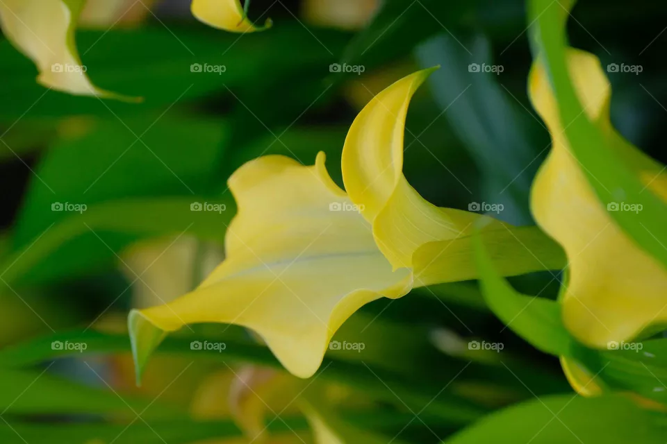yellow flower