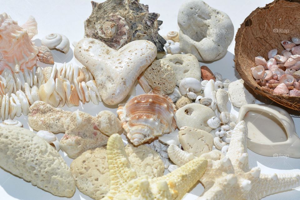 Food, Shell, Seashell, Desktop, Sea