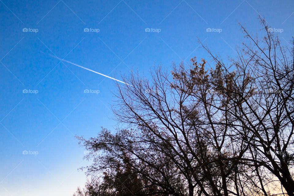 plane and the silhouette of a tree against the blue sky