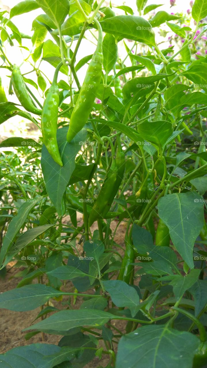 lovely chilly lot of greenish