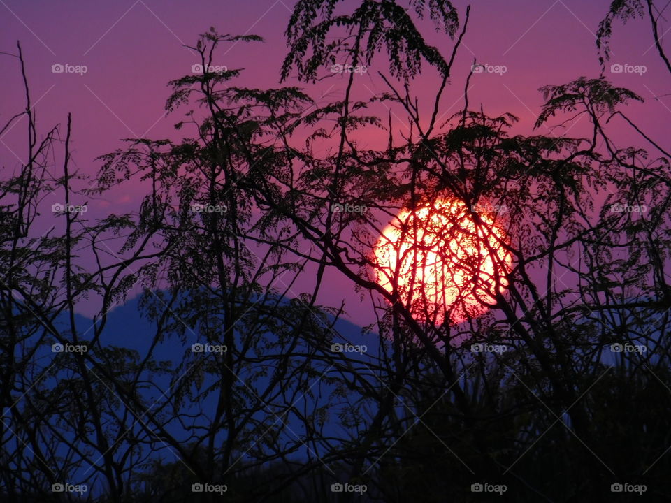 Intense Existence Of Sun From Obstacles Of Tree Branches.It Is The Beauty of Sunset Or Dusk