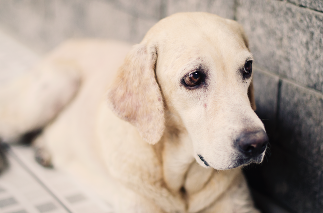 Labrador resting on the floor