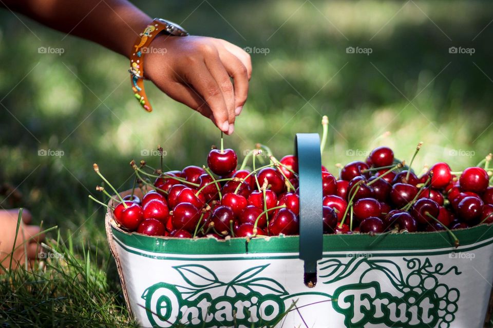 Summer on a cherry farm