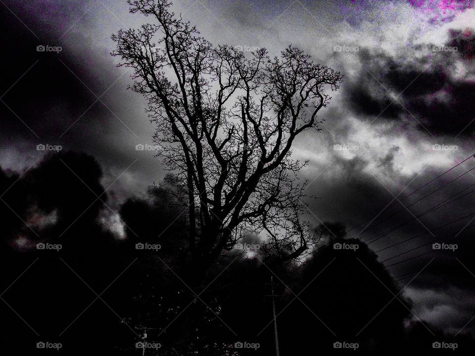 tree of darkness