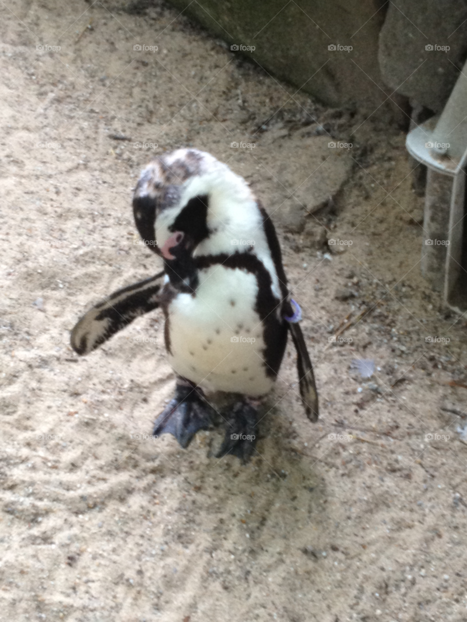 Penguin. Penguin at Amsterdam Zoo