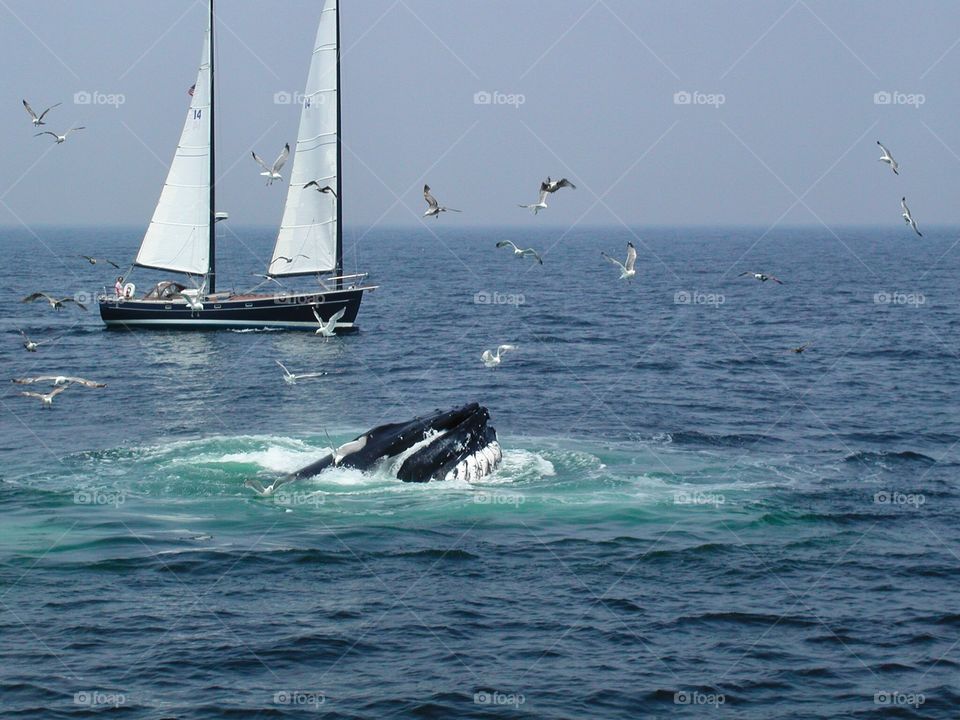 Whale watch