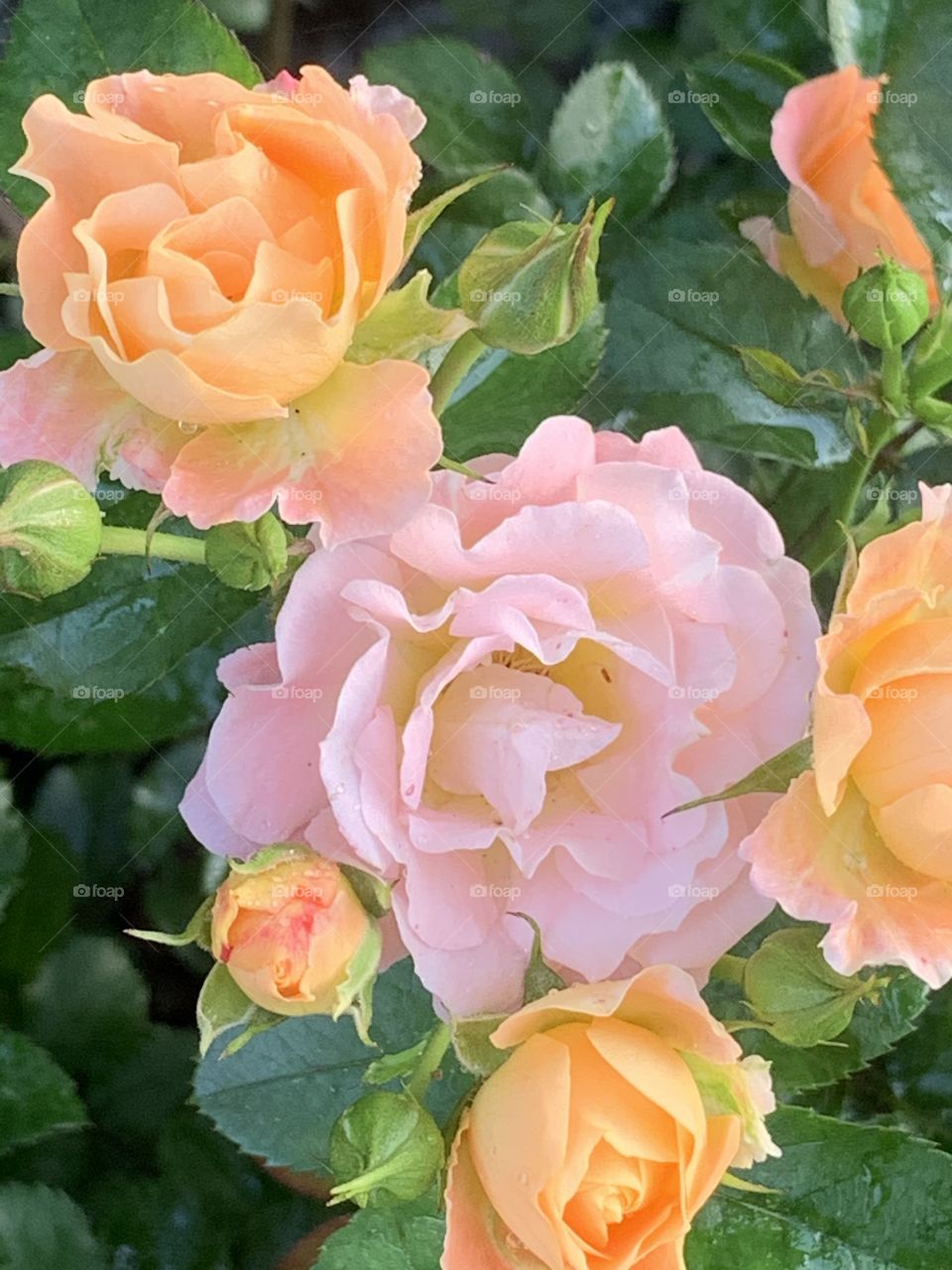 Peach drift rose