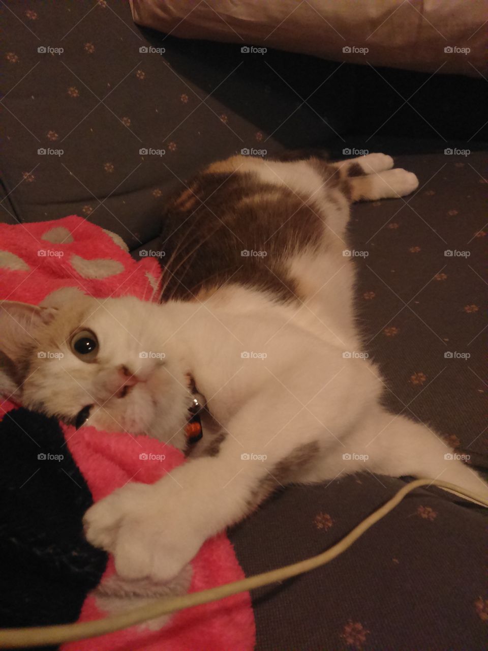 Kitty Going crazy..3...2....1.