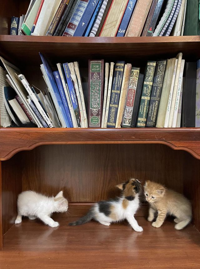 pretty cats
