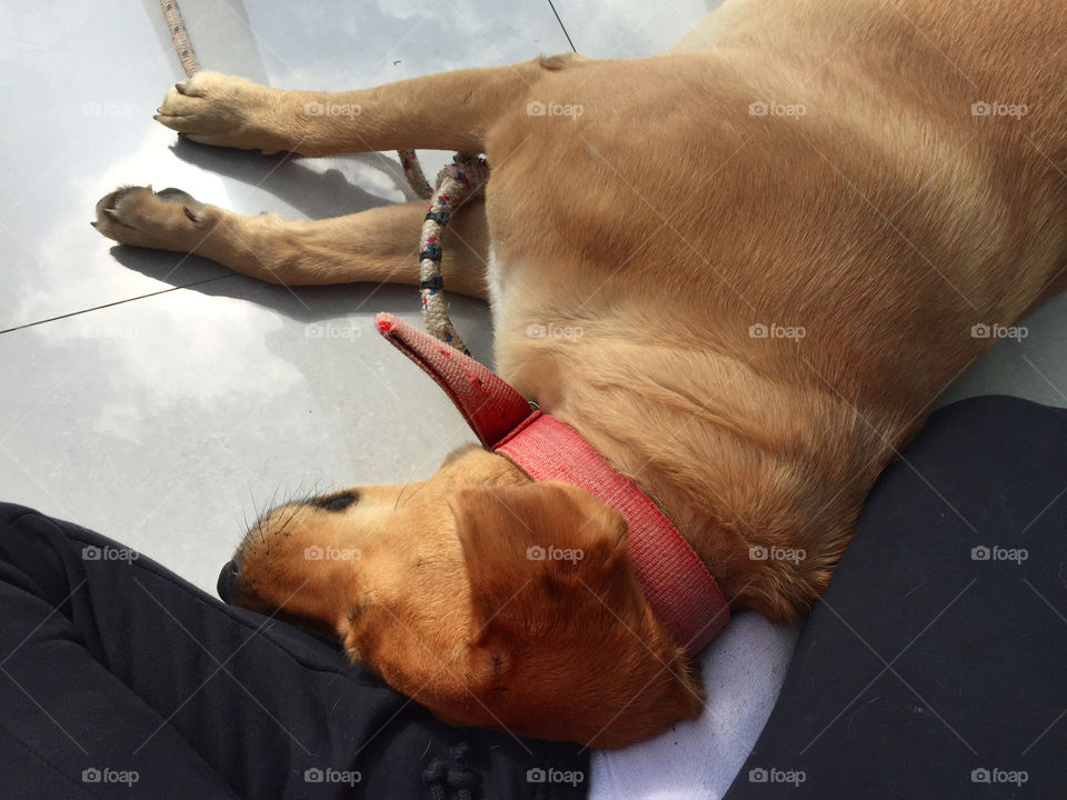 People, Mammal, One, Dog, Man