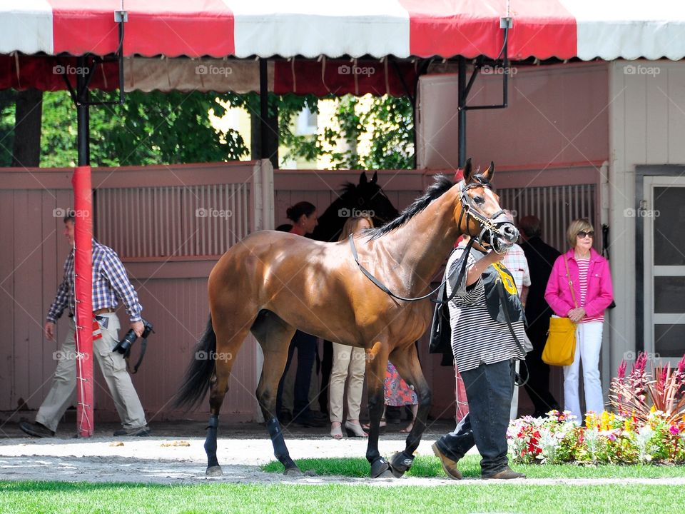 Here Comes Rosie at Saratoga. Here Comes Rosie standing tall in the Saratoga paddock before her first career start. 
Zazzle.com/Fleetphoto 