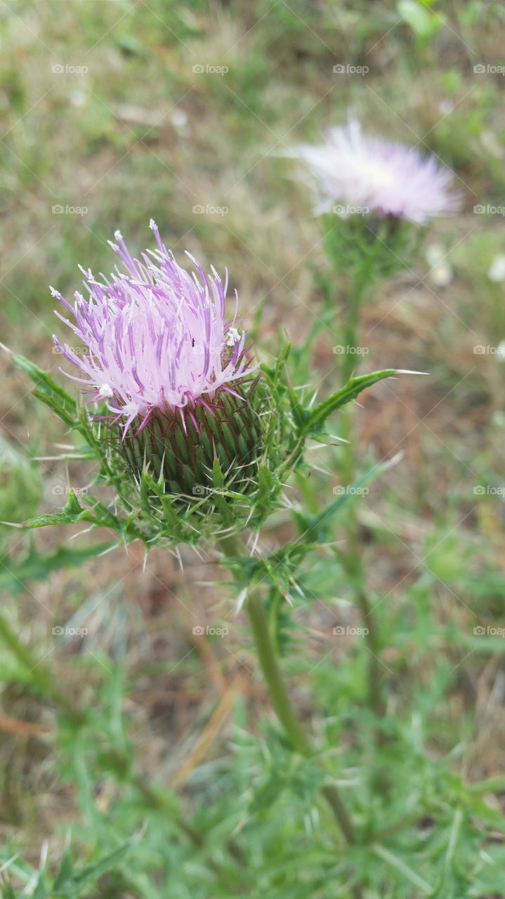 This Thistle
