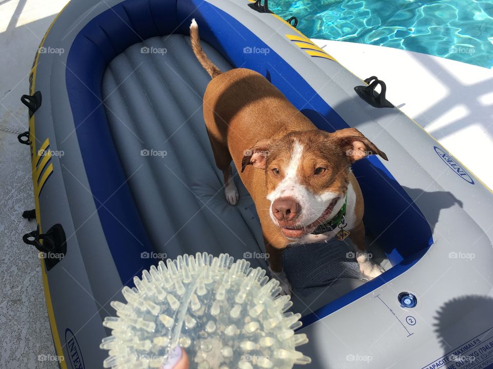 Pitbull dog in a boat by a pool 