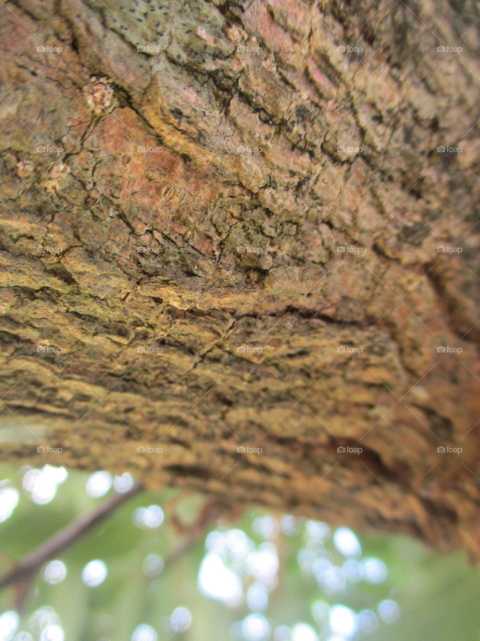 bark of tree