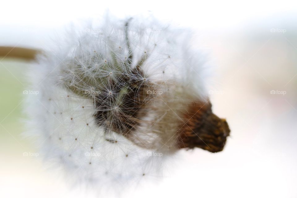 dried dandelions