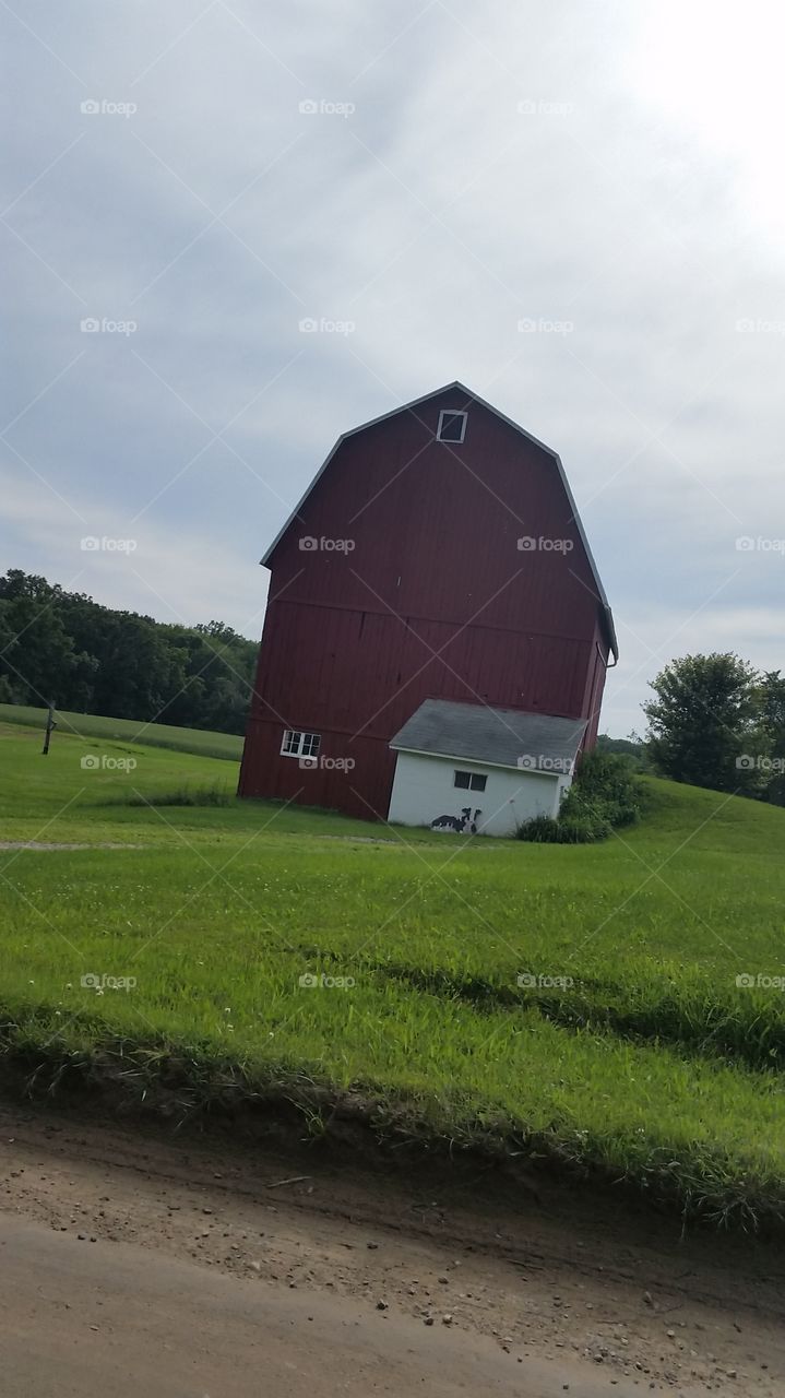 Nollar barn. spot the cow