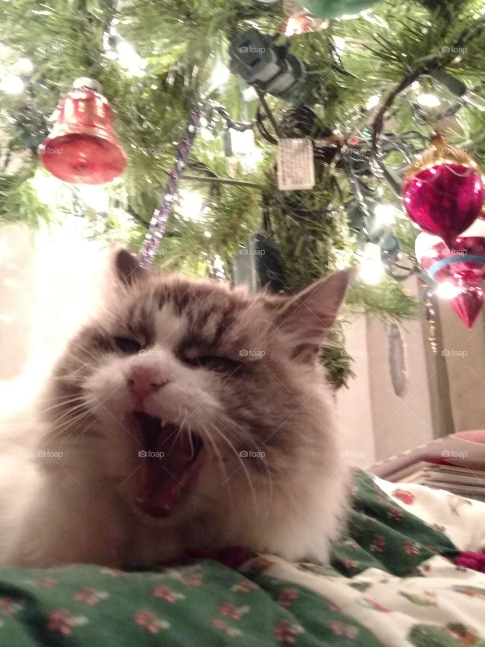Cat, Portrait, Christmas, No Person, Cute
