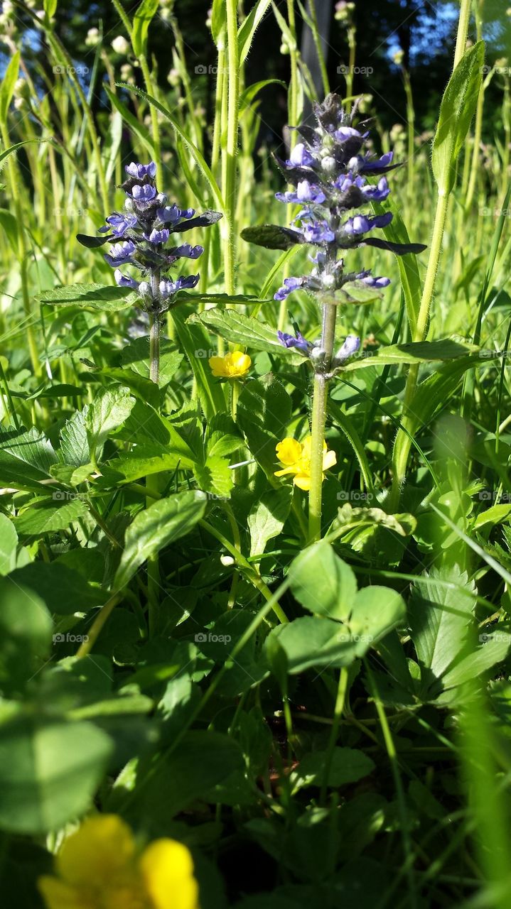 Ajuga and Cinquefoil