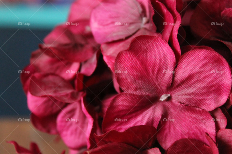 Close up of Merlot colored flower petals.