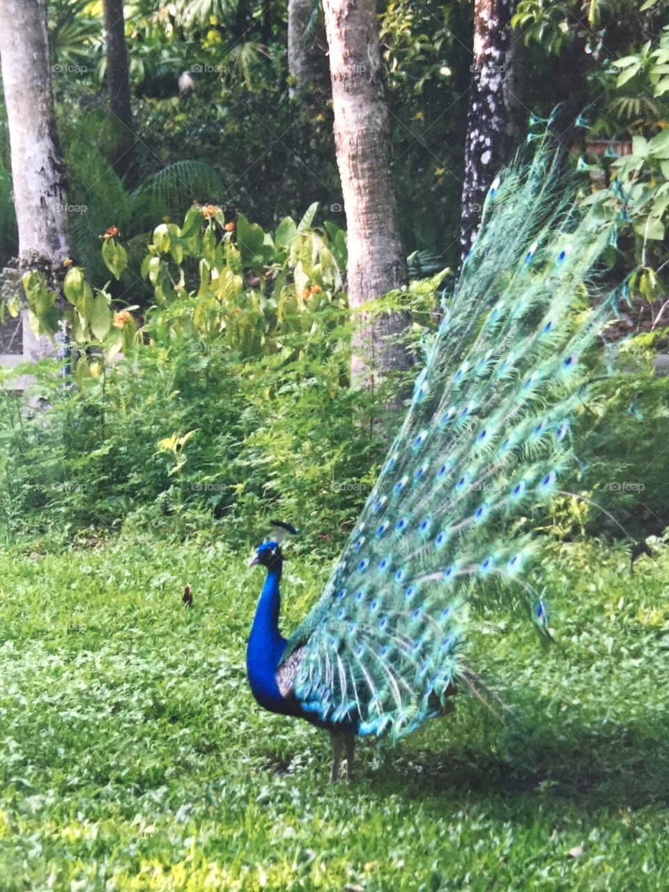 Peacock