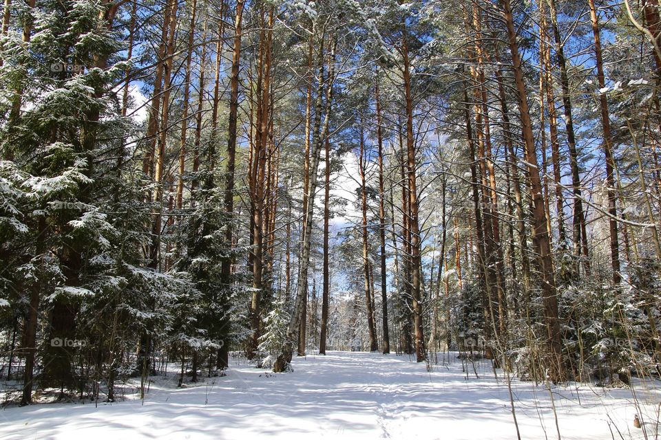 Winter pine tree forest 