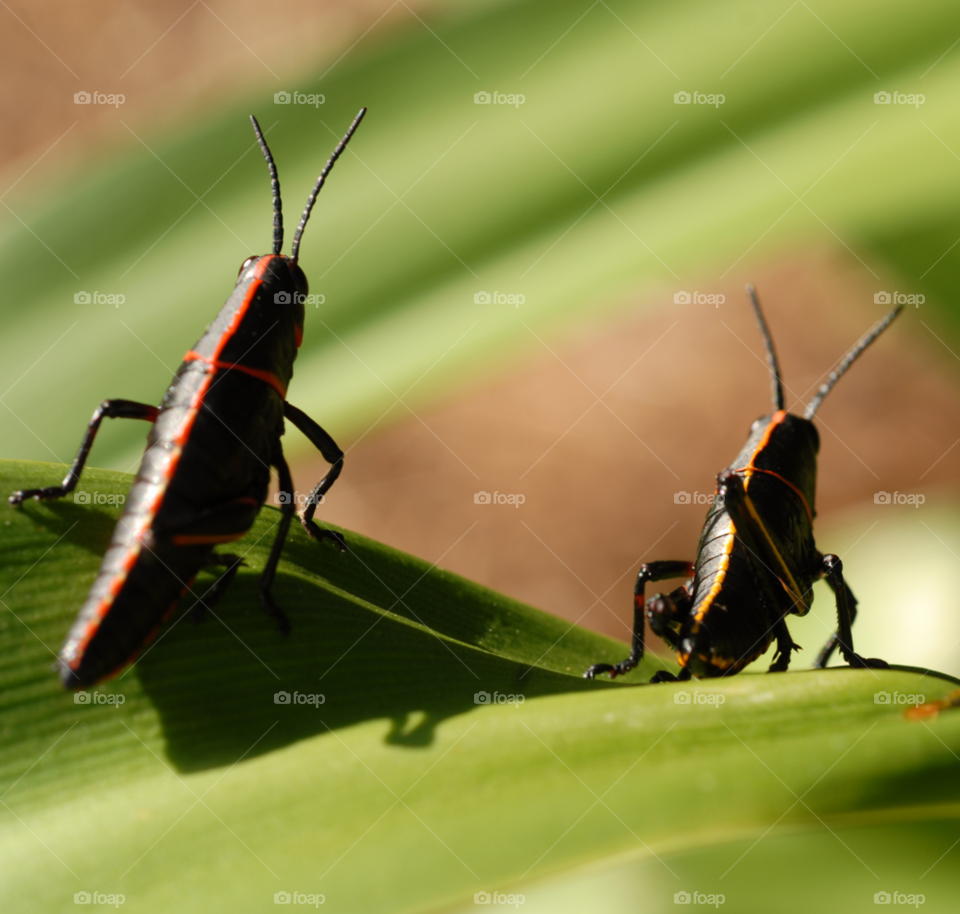 insects grasshopper grasshoppers crickets by lightanddrawing