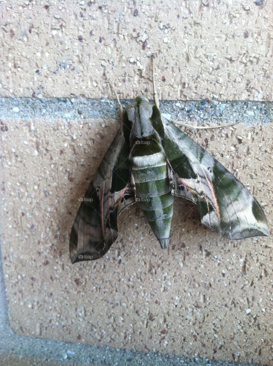 Camo moth