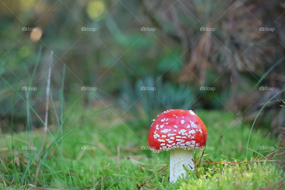Beautiful fly agaric on forest floor