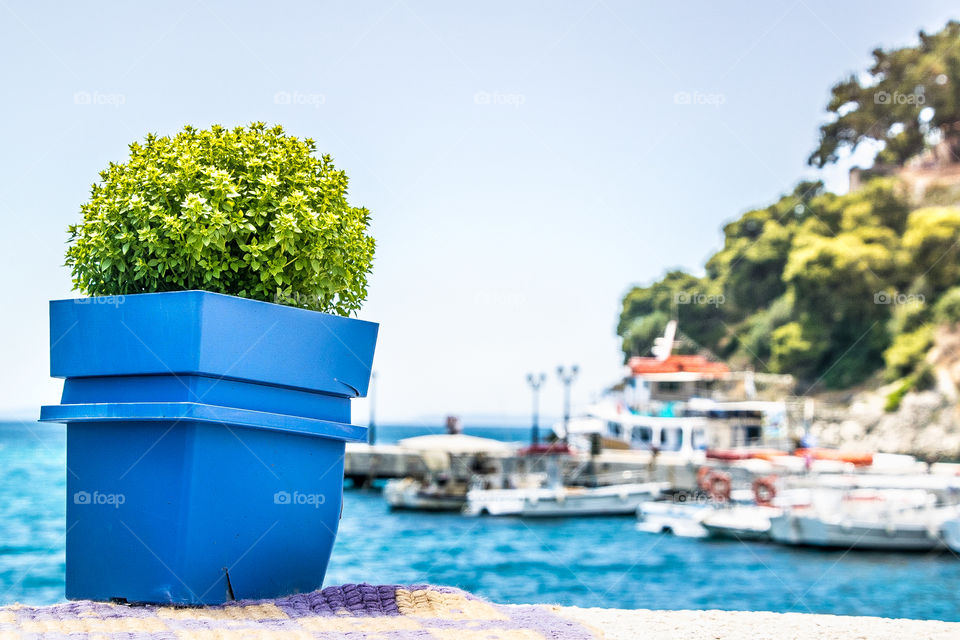 Basil Plant Pot At Balcony In Front Of The Sea