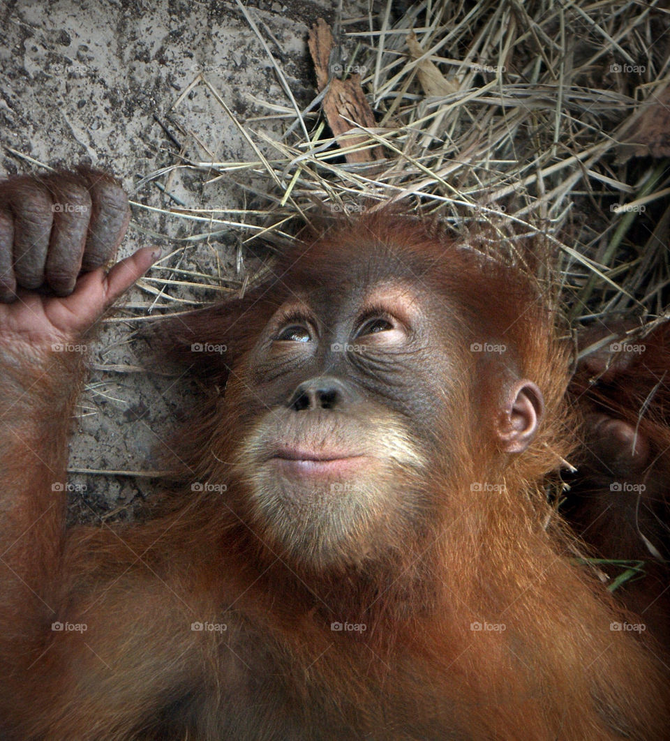 relax animal chimp naptime by landon