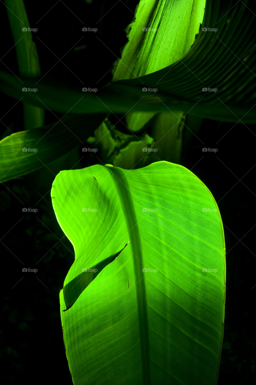 Illuminated leaves of exotic plants on the Canary Islands.