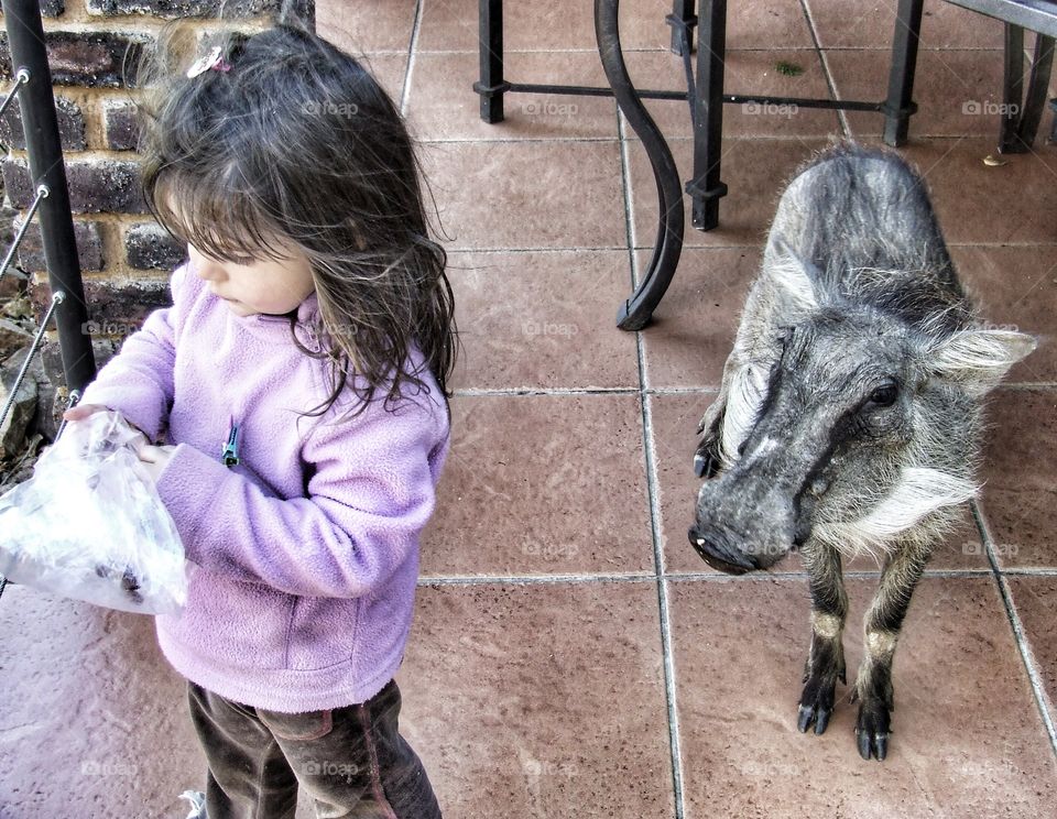 Wild boar standing by little girl.