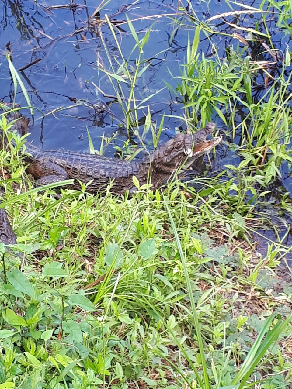 caiman eating