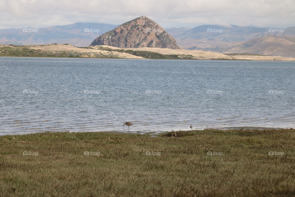 Snowy Plover in the Estuary