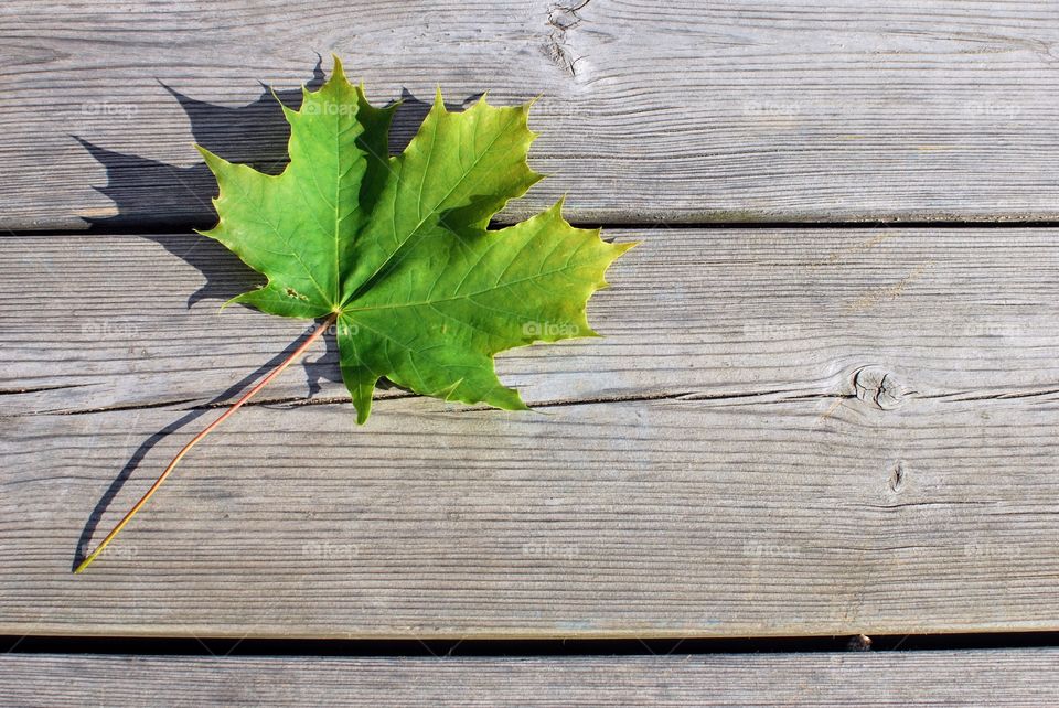 Leaf on wood