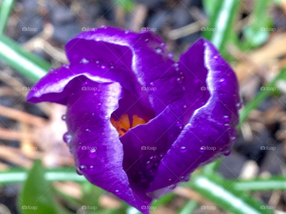 Crocus eye