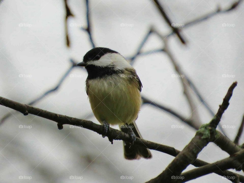 Chickadee in the cold, stay all year long