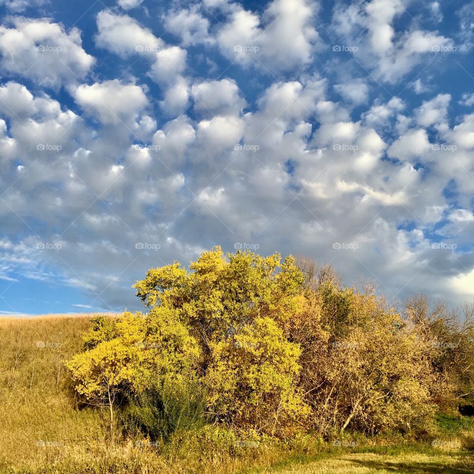 Colour in trees and the sky