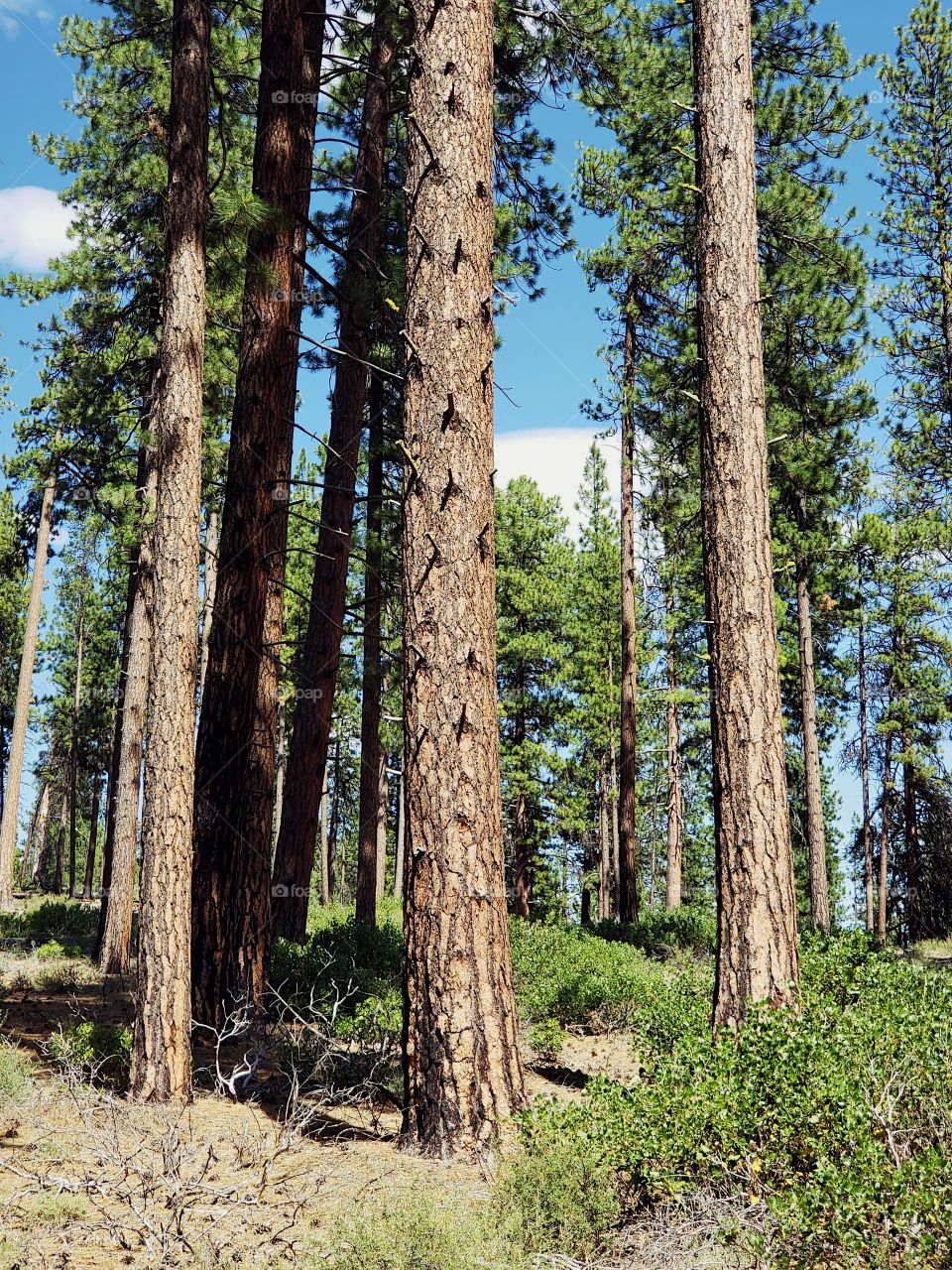 Towering over manzanita bushes in the Deschutes National Forest in Central Oregon are beautiful ponderosa pine trees on a sunny summer day 