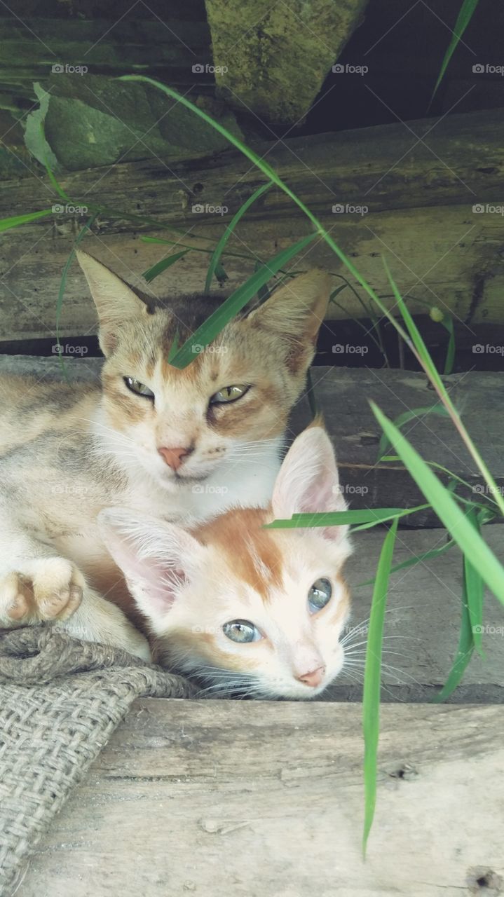Mother and her daughter......!!!!! Cat is my best animal..... Two cats.. 🐈 🐈