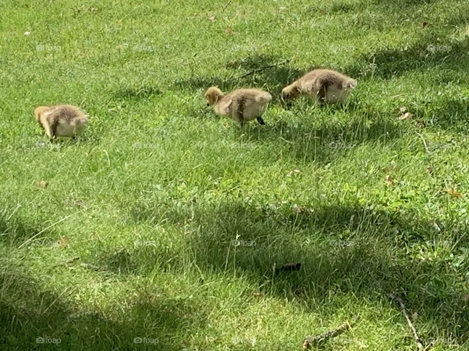 Baby geese walking in the green grass on a sunny summers afternoon 