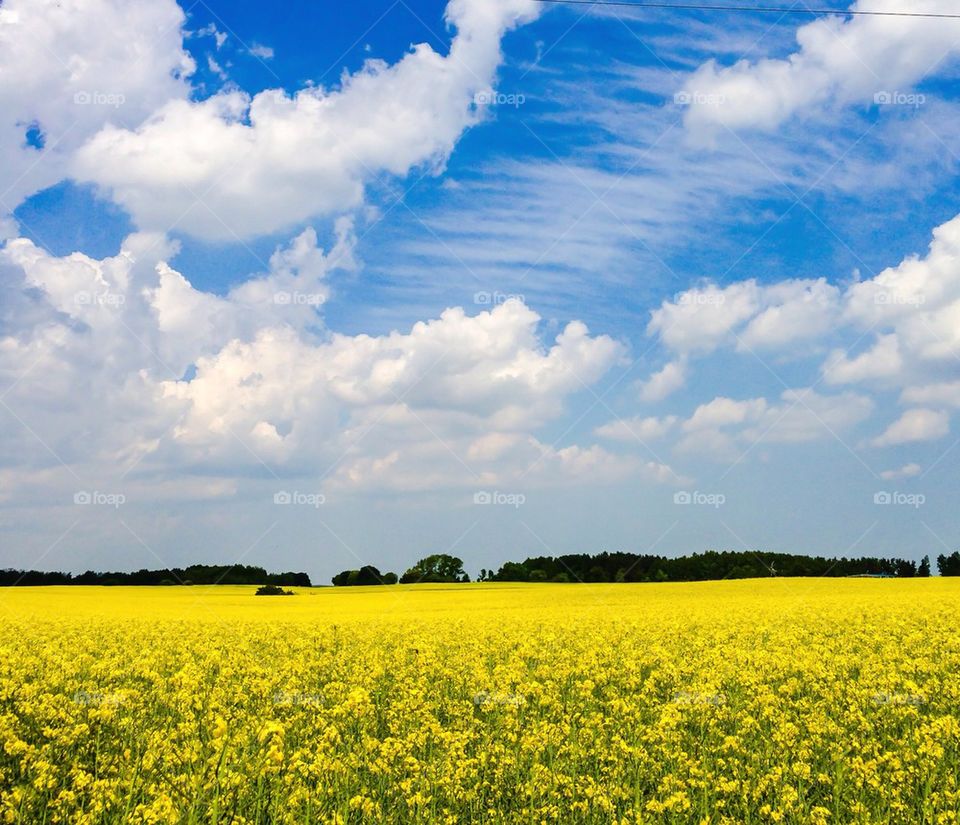 Yellow field against sky