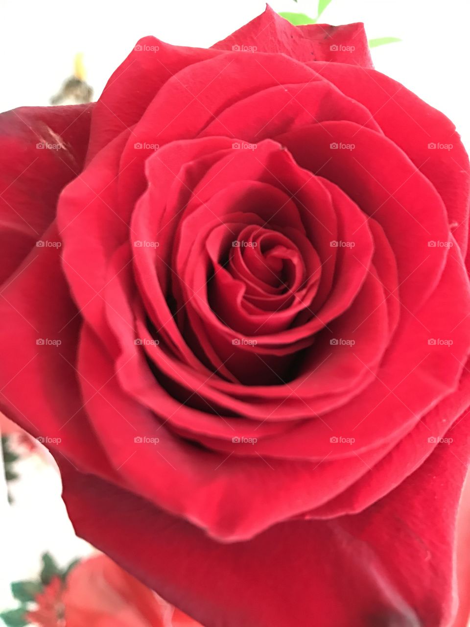 Rose- flower - red- love/ valentines 