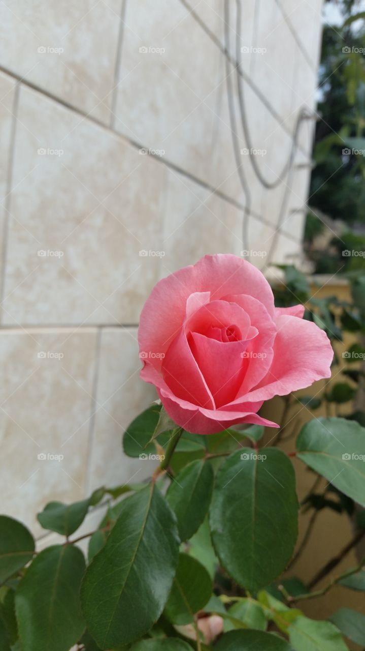 Rosa